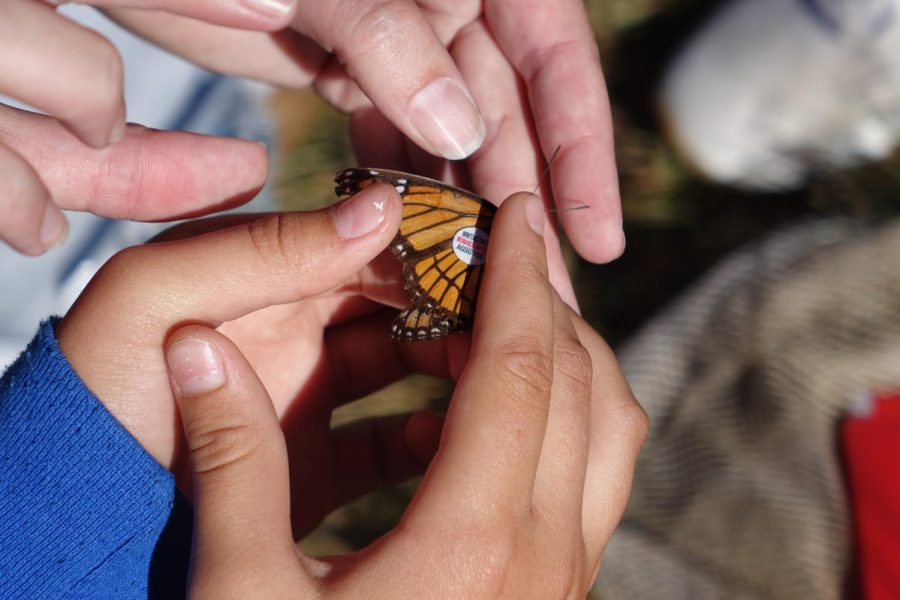 Zippy Ross, 7th grader on the Comet team, caught a butterfly on Sept. 30, tagged it, and released it back into the wild.